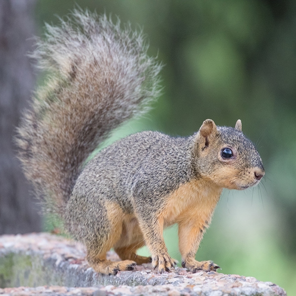 Texas Gulf Coast Squirrel Removal